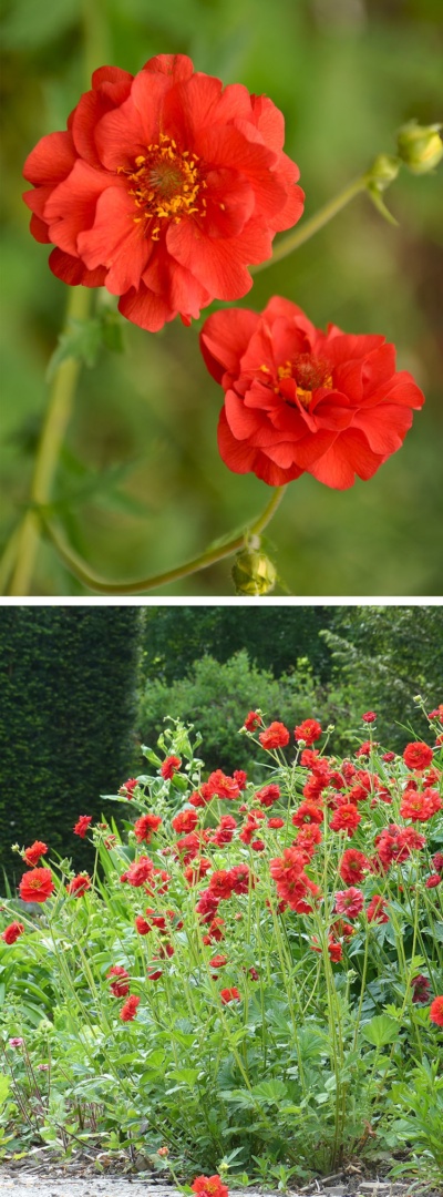 Geum mrs deals bradshaw